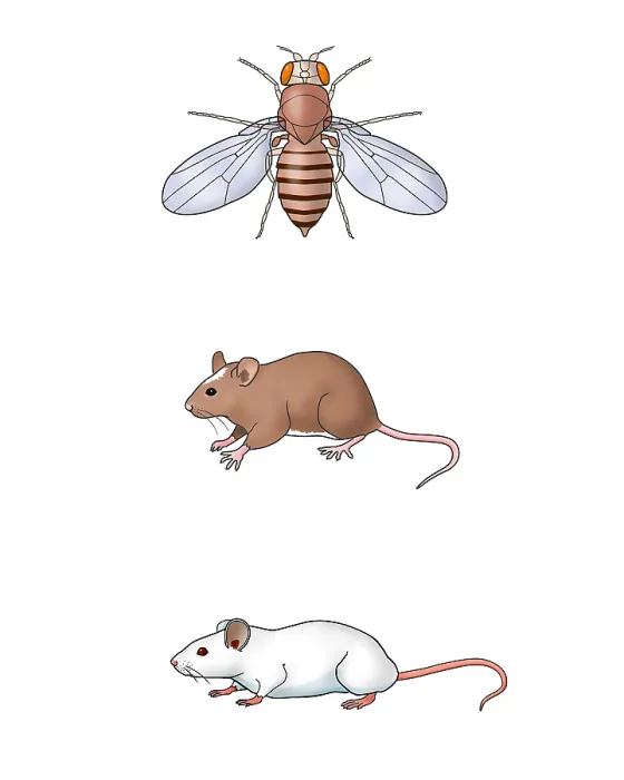 Framed Print : Genetic Icons, Illustration