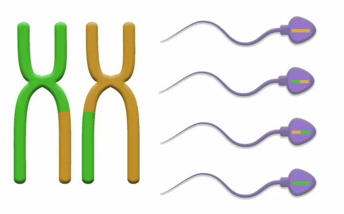 Framed Print : Genetic Recombination is the crossover of genetic material between chromosomes during spermatogenesis, microbiology Framed Print : Genetic Recombination is the crossover of genetic material between chromosomes during spermatogenesis, microbiology