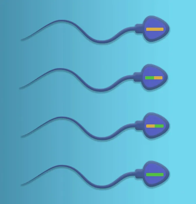 Framed Print : Genetic Recombination is the crossover of genetic material between chromosomes during spermatogenesis, microbiology Framed Print : Genetic Recombination is the crossover of genetic material between chromosomes during spermatogenesis, microbiology