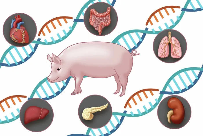 Framed Print : Genetically modified by CRISPR pig and human organs for Xenotransplantation, intestines, lungs, kidney, pancreas, liver and heart, medical illustration Framed Print : Genetically modified by CRISPR pig and human organs for Xenotransplantation, intestines, lungs, kidney, pancreas, liver and heart, medical illustration