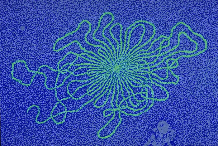 Framed Print : Genetics, DNA of Enterobacteria phage, TEM