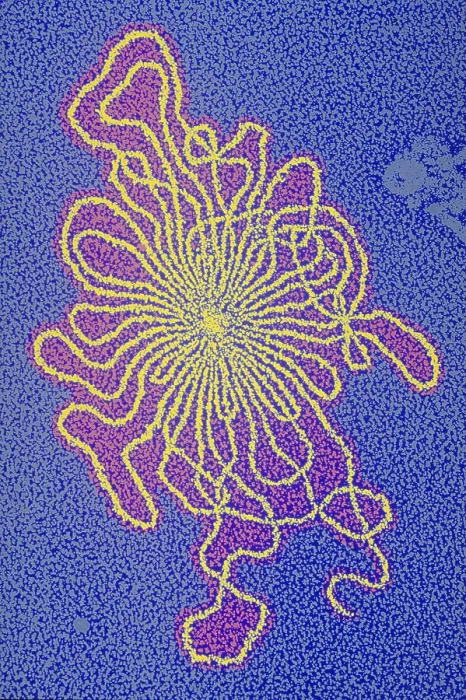 Framed Print : Genetics, DNA of Enterobacteria phage, TEM