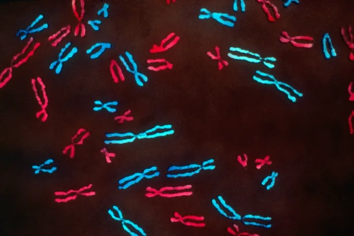 Framed Print : Genetics, Human Chromosomes, Metaphase, light micrograph