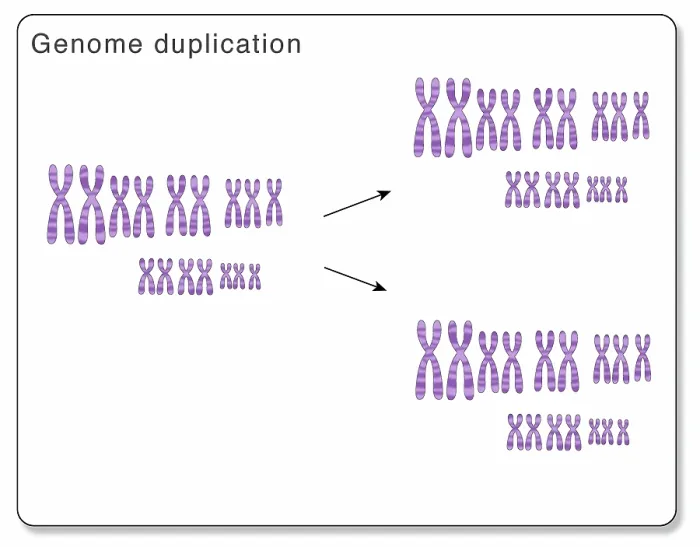 Framed Print : Whole Genome Duplication Framed Print : Whole Genome Duplication