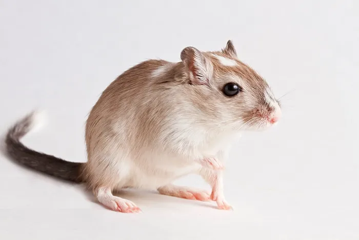 Framed Print : Gerbil (Gerbillinae) Framed Print : Gerbil (Gerbillinae)