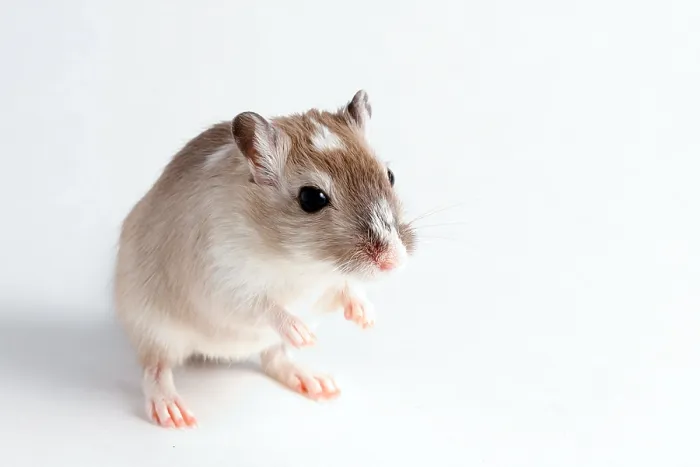 Framed Print : Gerbil (Gerbillinae) Framed Print : Gerbil (Gerbillinae)