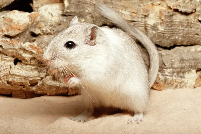 Framed Print : Gerbil on Sand Framed Print : Gerbil on Sand
