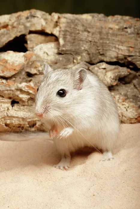 Framed Print : Gerbil on Sand