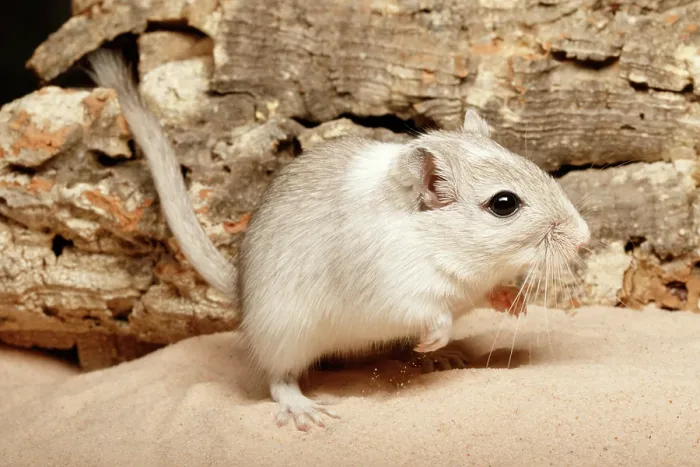 Framed Print : Gerbil on Sand Framed Print : Gerbil on Sand