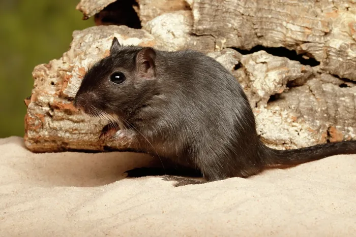 Framed Print : Gerbil on Sand Framed Print : Gerbil on Sand