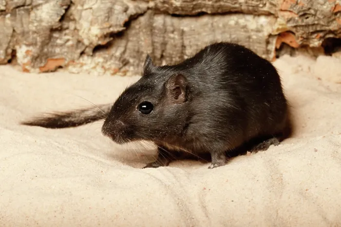 Framed Print : Gerbil on Sand Framed Print : Gerbil on Sand