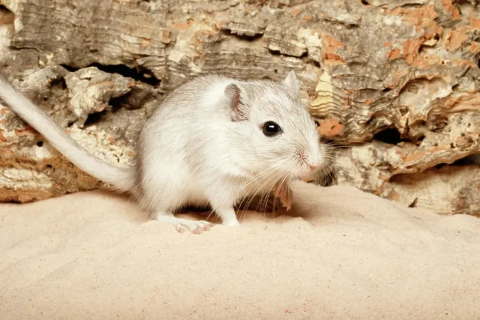 Framed Print : Gerbil on Sand
