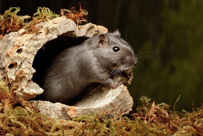 Framed Print : Gerbil standing on cork round Framed Print : Gerbil standing on cork round