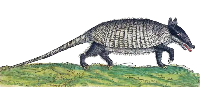 Framed Print : Gessner, Armadillo, 16th Century