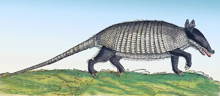 Framed Print : Gessner, Armadillo, 16th Century Framed Print : Gessner, Armadillo, 16th Century