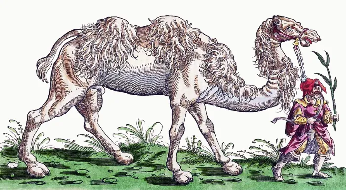 Framed Print : Gessner, Camel, 16th Century