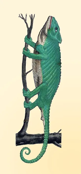 Framed Print : Gessner, Chameleon, 16th Century