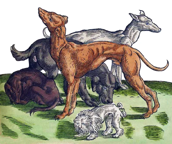 Framed Print : Gessner, Dogs, 16th Century Framed Print : Gessner, Dogs, 16th Century