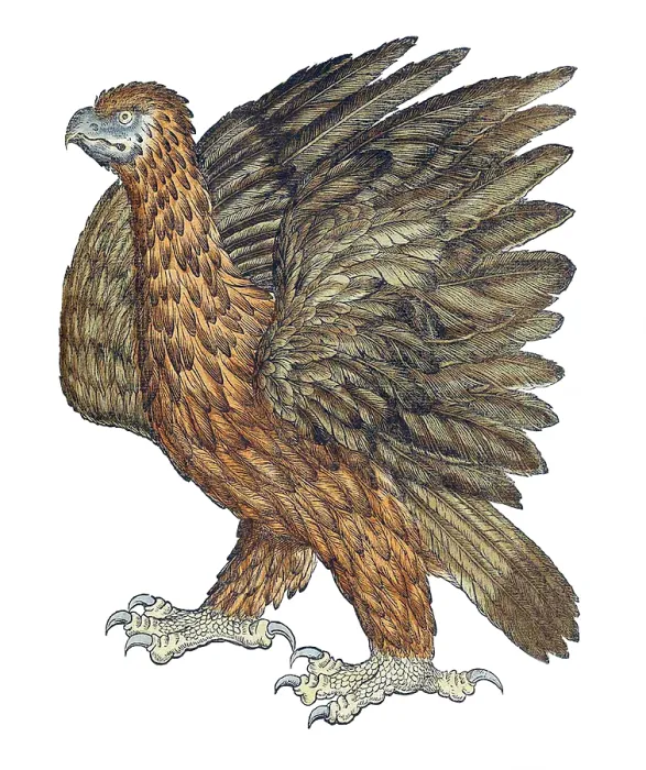 Framed Print : Gessner, Eagle, 16th Century Framed Print : Gessner, Eagle, 16th Century