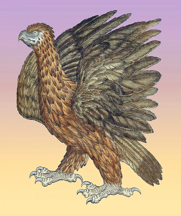 Framed Print : Gessner, Eagle, 16th Century Framed Print : Gessner, Eagle, 16th Century
