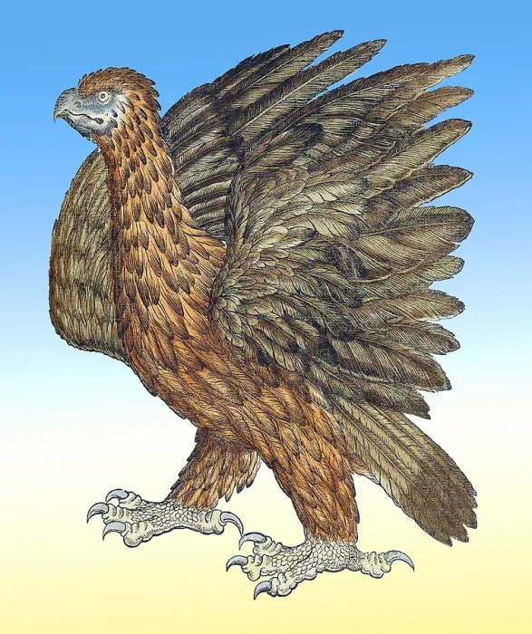 Framed Print : Gessner, Eagle, 16th Century Framed Print : Gessner, Eagle, 16th Century