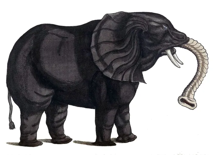 Framed Print : Gessner, Elephant, 16th Century