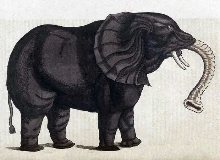 Framed Print : Gessner, Elephant, 16th Century