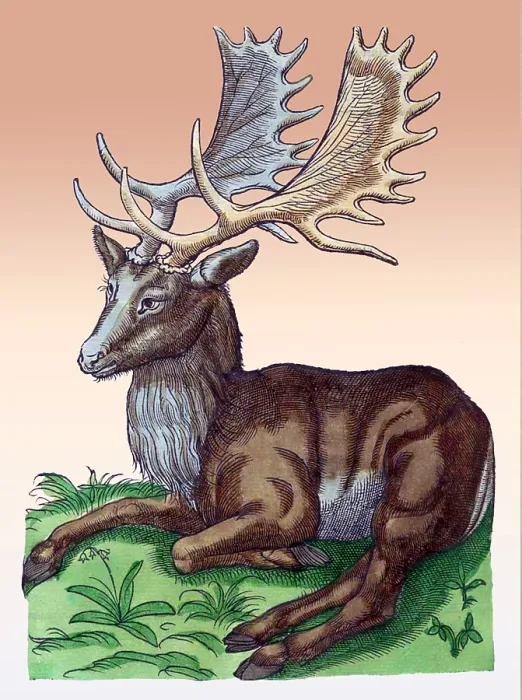 Framed Print : Gessner, Elk, 16th Century Framed Print : Gessner, Elk, 16th Century