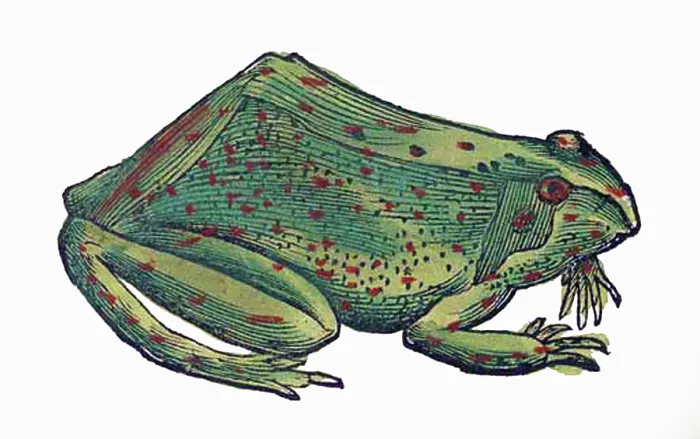 Framed Print : Gessner, Frog, 16th Century