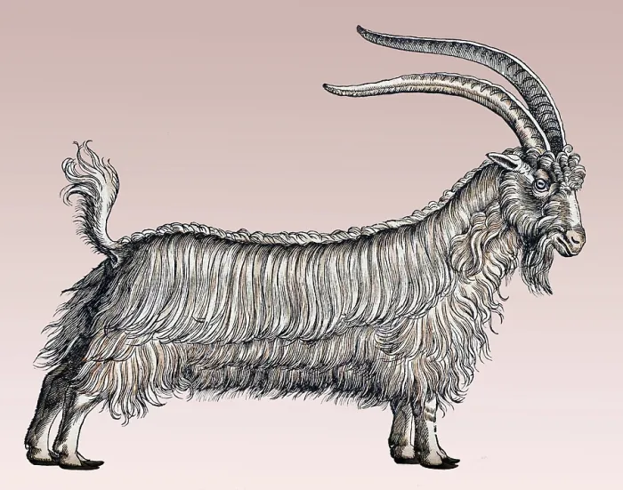 Framed Print : Gessner, Goat, 16th Century Framed Print : Gessner, Goat, 16th Century