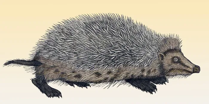 Framed Print : Gessner, Hedgehog, 16th Century Framed Print : Gessner, Hedgehog, 16th Century