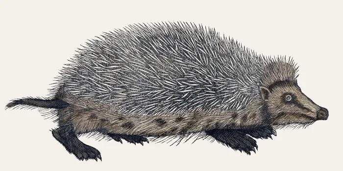 Framed Print : Gessner, Hedgehog, 16th Century Framed Print : Gessner, Hedgehog, 16th Century