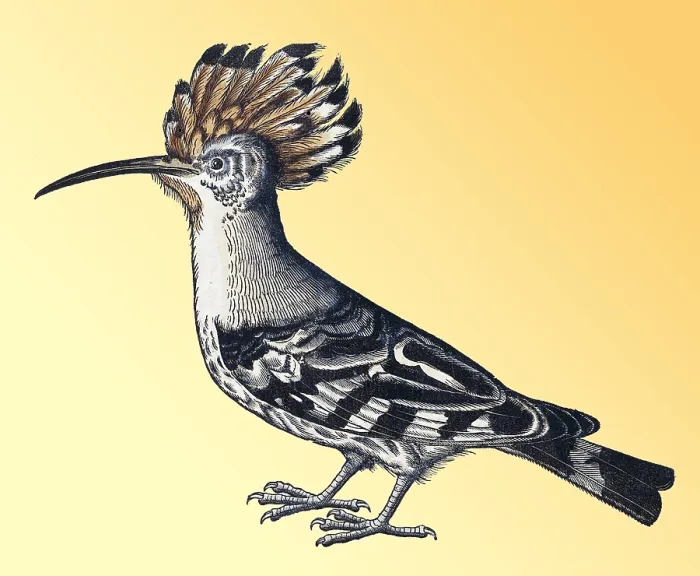Framed Print : Gessner, Hoopoe, 16th Century