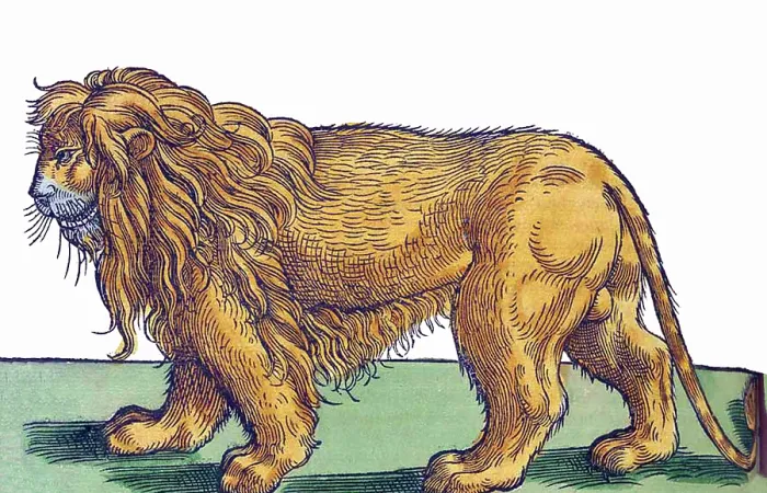 Framed Print : Gessner, Lion, 16th Century Framed Print : Gessner, Lion, 16th Century