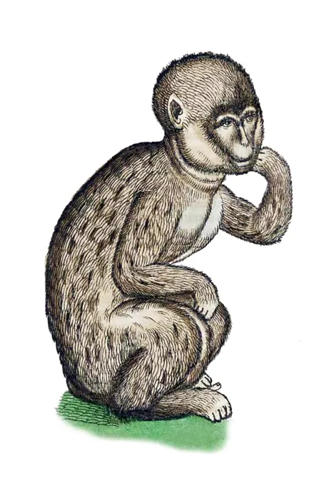 Framed Print : Gessner, Monkey, 16th Century Framed Print : Gessner, Monkey, 16th Century