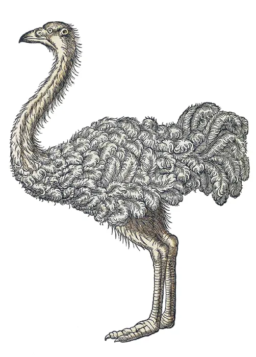Framed Print : Gessner, Ostrich, 16th Century