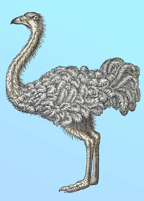 Framed Print : Gessner, Ostrich, 16th Century