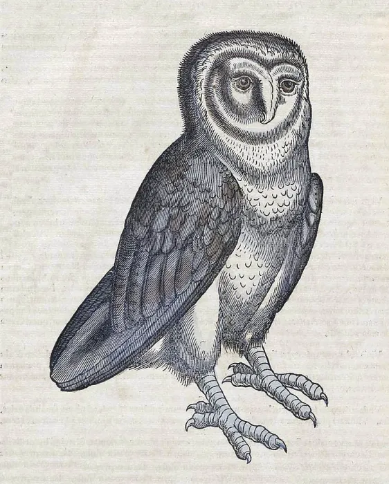Framed Print : Gessner, Owl, 16th Century Framed Print : Gessner, Owl, 16th Century