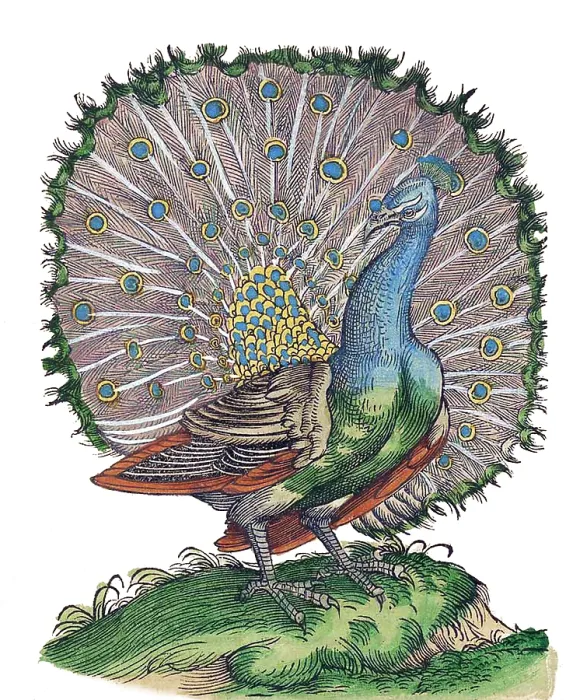 Framed Print : Gessner, Peacock, 16th Century