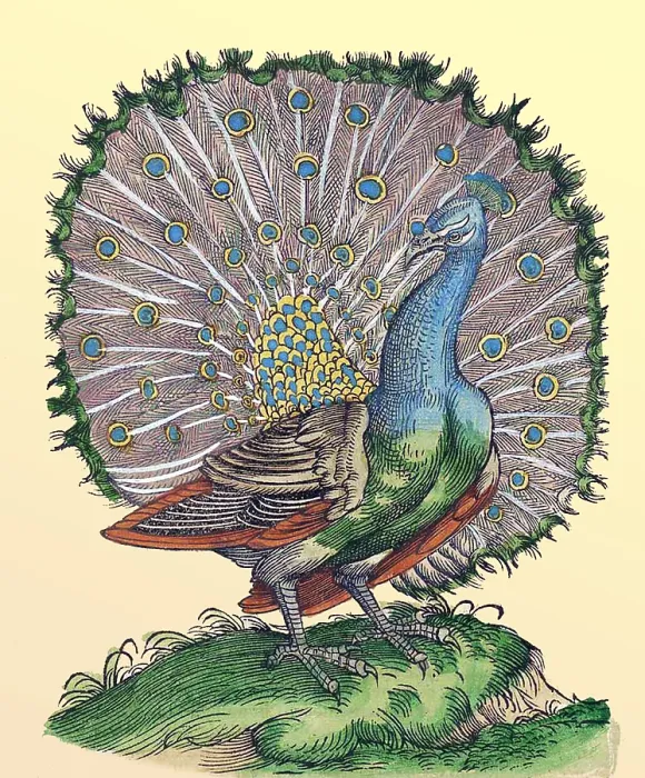 Framed Print : Gessner, Peacock, 16th Century Framed Print : Gessner, Peacock, 16th Century