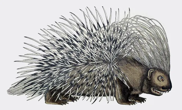 Framed Print : Gessner, Porcupine, 16th Century Framed Print : Gessner, Porcupine, 16th Century