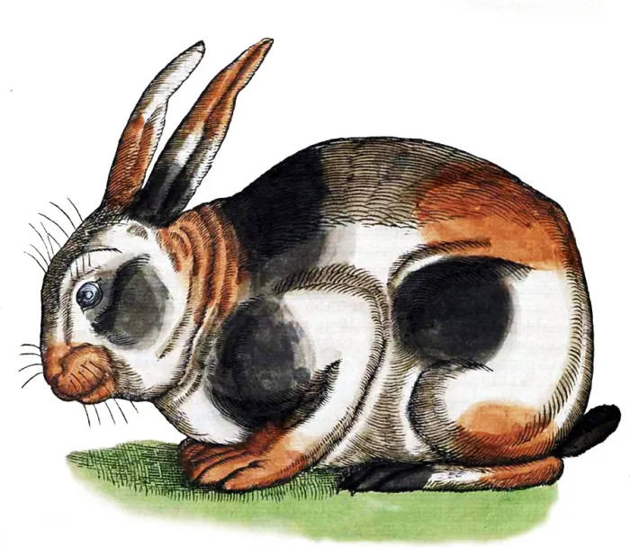 Framed Print : Gessner, Rabbit, 16th Century