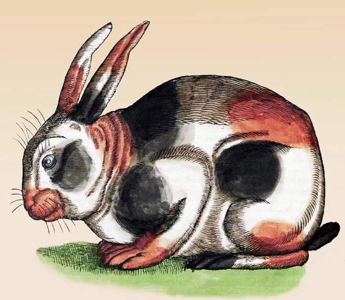 Framed Print : Gessner, Rabbit, 16th Century