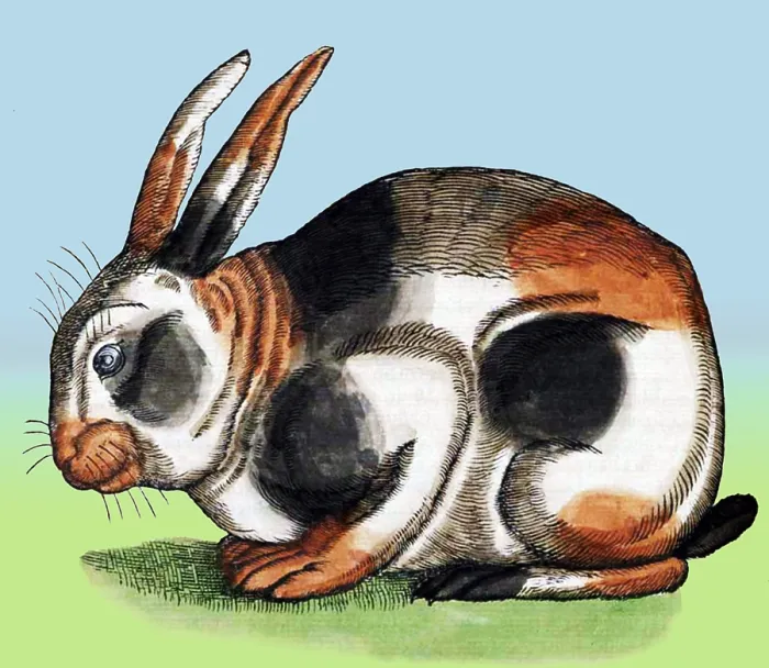 Framed Print : Gessner, Rabbit, 16th Century
