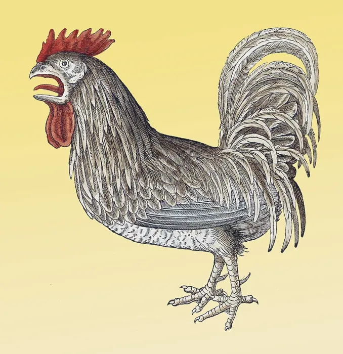 Framed Print : Gessner, Rooster, 16th Century
