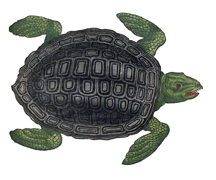 Framed Print : Gessner, Sea Turtle, 16th Century