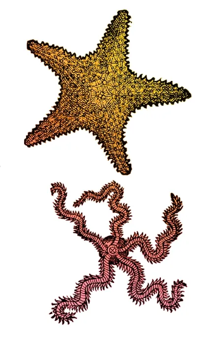 Framed Print : Gessner, Starfish, 16th Century Framed Print : Gessner, Starfish, 16th Century
