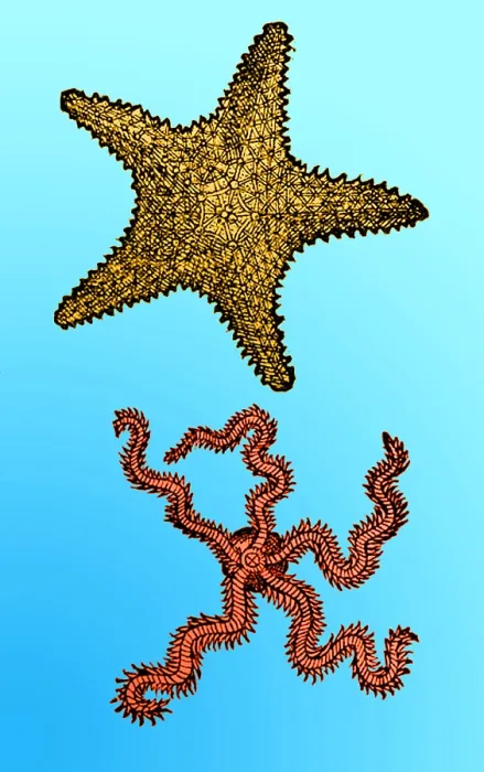 Framed Print : Gessner, Starfish, 16th Century Framed Print : Gessner, Starfish, 16th Century