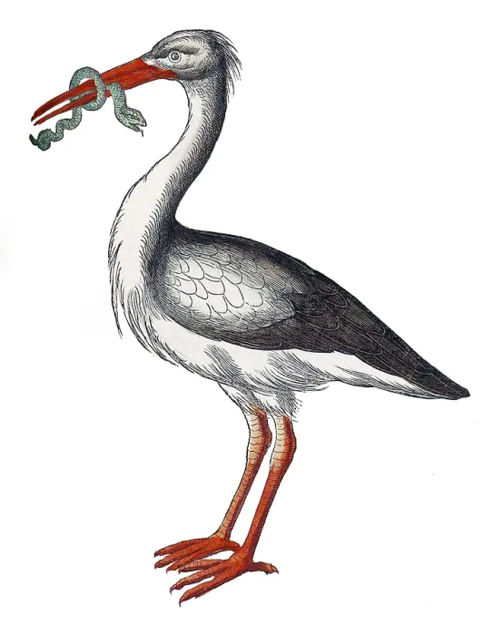 Framed Print : Gessner, Stork, 16th Century Framed Print : Gessner, Stork, 16th Century