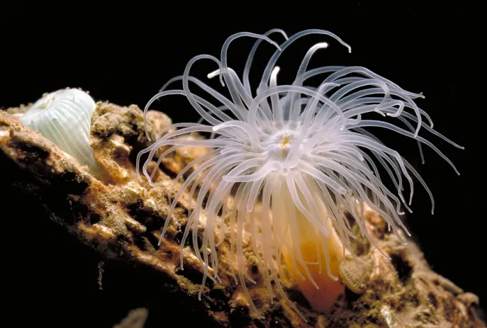 Framed Print : Ghost Anemones Framed Print : Ghost Anemones